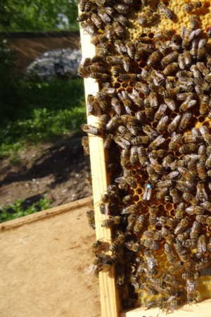 Bienen auf Wabe